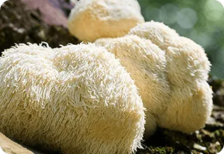 Lion’s Mane mushroom extract